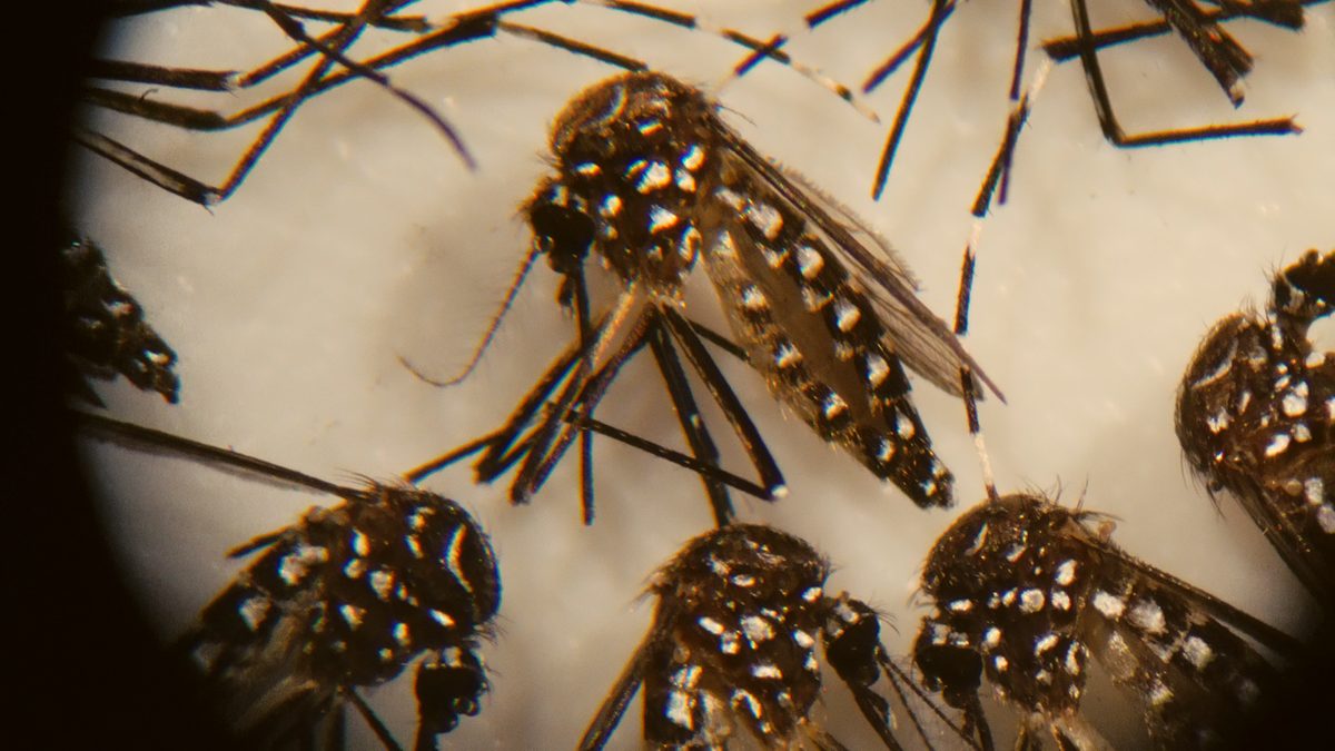 Mosquitos Aedes em close no microscópio